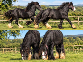 2 gypsy cobs