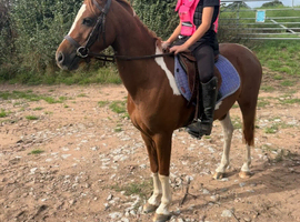 Stunning 11.2hh coloured gelding
