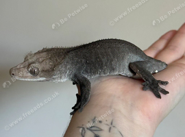 Visual axanthic female crested gecko