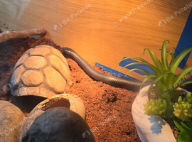 Black Mexican king snake