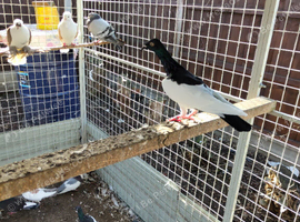 Polish fancy pigeon
