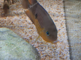 3 topaz cichlids