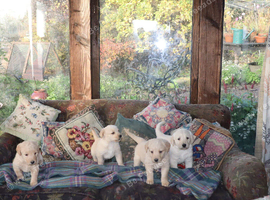 Lovely Labradoodle Puppies