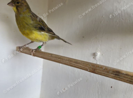 Fife, Canary male. For sale.