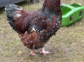 Jubilee Orpington Hatching eggs