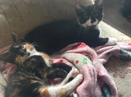 2 kittens for sale