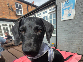 Daschund x patterdale terrier