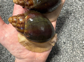 Archachatina Ventricosa 4-6cm