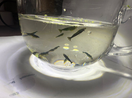 Neocaridina shrimp Green X10