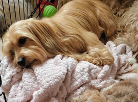Adorable Havanese puppy