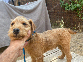 Lakeland terrier