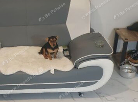 Chihuahua X Jack Russell