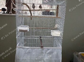 Zebra finch x2