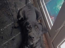 Proven Lab cross