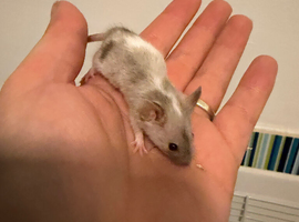 Baby Fancy mice ( boys remaining inc tri )