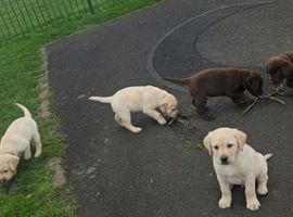 Labrador Puppies