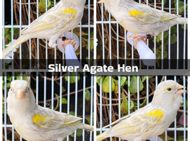 Various Show Canaries - Glosters, Fife, Borders
