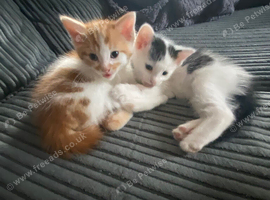 Kittens for sale ready now
