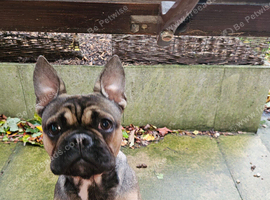 K.C REGISTERED FRENCH BULLDOG