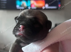 Beautiful KC registered pug puppies