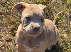2 male pocket bully&rsquo;s ready now!!
