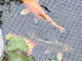 Koi and other pond fish for sale