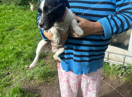 8 weeks old jack russell puppies for sale
