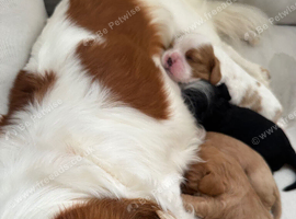 Cavalier King Charles spaniel puppies health tested parents