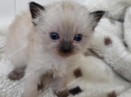 RAGDOLLS KITTENS.
