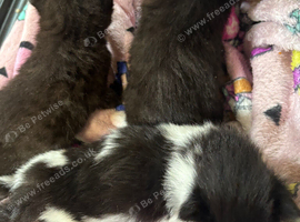 2 black kittens for sale