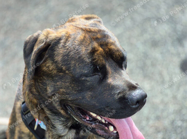 18mth old mastiff / rottweiler