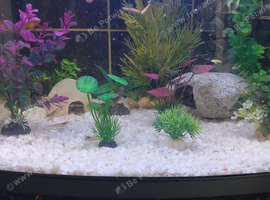 Fish tank and accessories