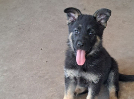 German Shepherds Pure