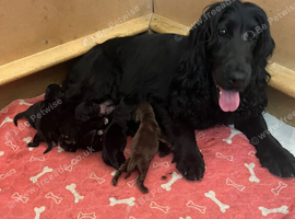 Gorgeous show cocker spaniel puppies