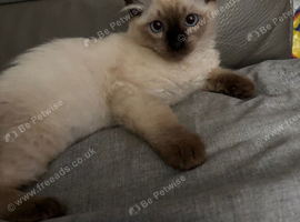 Last dark seal boy/girl  extremely loving / playful ready now