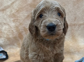 Sunning littler of Australian Double Doodles from Health screened parents