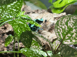 dendrobates auratus poison dart frog tadpoles
