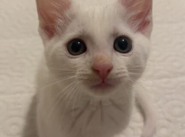White Kitten Male