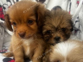 Imperial Shih Tzu