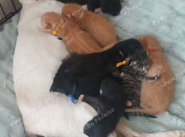 Stunning Siamese x Maine Coon Kittens - READY NOW