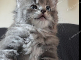 Rag Doll Kittens