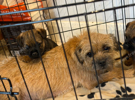 KC reg border terrier pup