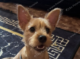 Yorkshire terrier