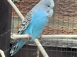 Exhibition budgies