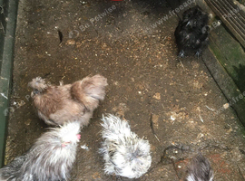 Five girls silkies pure one male