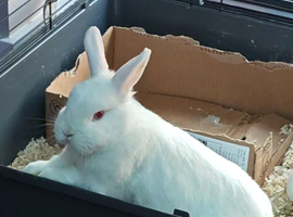 Red eye albino rabbit