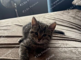 Kitten