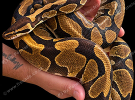 Enchi het lavender albino proven breeder female