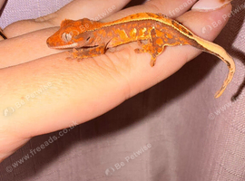 Crested geckos for sale!