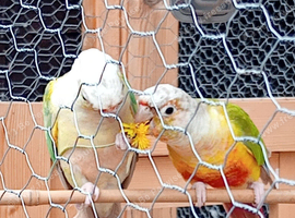Pair of conures